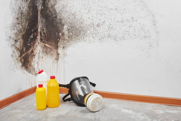 Best Fast Mold Removal  in Manito, IL