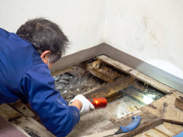 Mold Removal Process in Manito, IL