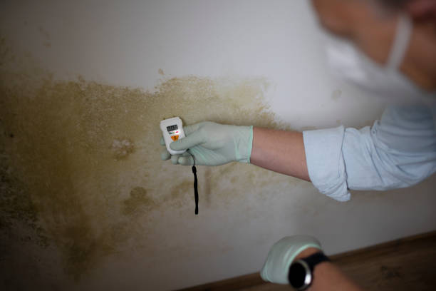 Best Local Mold Removal Service  in Manito, IL